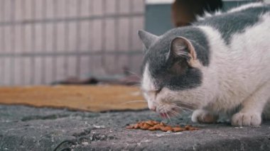 Kuru mama üzerinde sokak kedisi atıştırmalıkları aşınmış asfalt üzerinde yatıyordu. Arka planda kentsel yaşam belirtileri vardı.