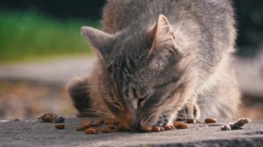 Olgun bir tekir kedi, açık beton yüzeyde yiyeceğinin tadını çıkararak kentsel çevreye uyum sağlar.