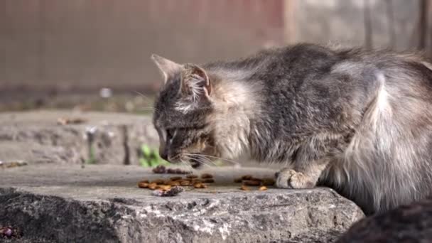Stray Tabby Cat Has Lunch Worn Step Unnoticed Daily Rhythm — Stock Video