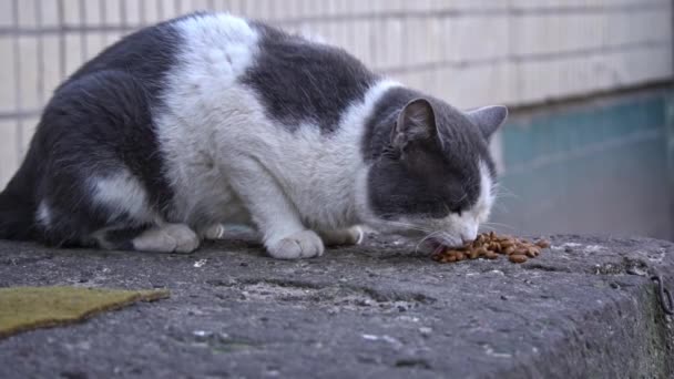 Gato Bicolor Absorvido Alimentação Uma Superfície Pedra Desgastada Com Uma — Vídeo de Stock