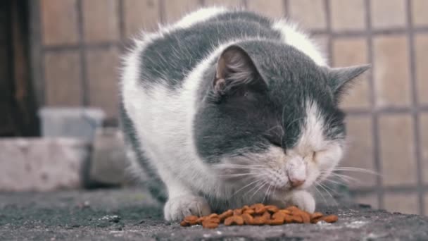 Närbild Vit Och Grå Katt Njuta Kibble Strukturerad Mark Ögonblicksbild — Stockvideo