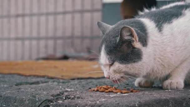 Бродячая Кошка Перекусывает Сухим Мясом Уложенным Изношенном Тротуаре Намеками Городскую — стоковое видео