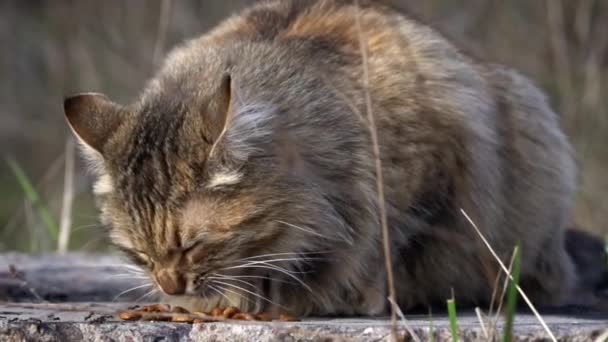 高齢のタビーの猫は晴れた日にキブルを祝います 都市生活の喧騒の中で平和の瞬間 — ストック動画