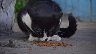Aç bir siyah beyaz kedi, iştahla yemeğini kaldırımda yer. Dikkatini toplar ve doyurucu bir yemeğin basit zevklerini ön plana çıkarır..