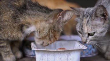 İki sokak kedisinin iç açıcı görüntüsü. Biri tekir, biri gri. Çöpe atılmış bir konteynırdan huzur içinde yemek yiyorlar. Arkadaşlıkları, zorluklar arasında empati ve şefkat çağrıştırıyor..