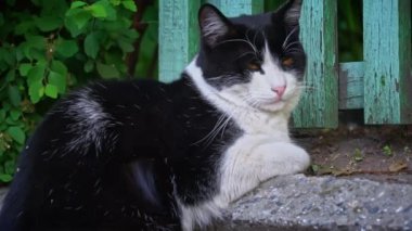 Siyah ve beyaz bir sokak kedisi, yıpranmış yeşil bir çitin yanında huzur içinde yatar. Sakin tavrı, zorlu yaşamında bir anlık soluklanmayı ima eder..