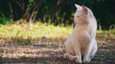 Beyaz bir sokak kedisi sabırla bahçede oturur, dikkatli bakışları yiyecek ve barınak bulmakta karşılaştığı zorlukları ima eder..