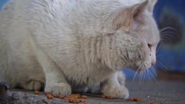 Yıpranmış görünümlü bir sokak kedisi, beton bir yüzeyde kuru yiyeceklerden oluşan bir yemekte huzur bulur. Sessiz odak noktası hayatta kalma mücadelesini vurgular..
