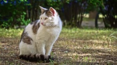 Ayırt edici bir paltosu olan başıboş bir kedi bahçede tetikte bekliyor. Benzersiz işaretleri evsiz hayvanların güzelliğini ve bireyselliğini vurguluyor..