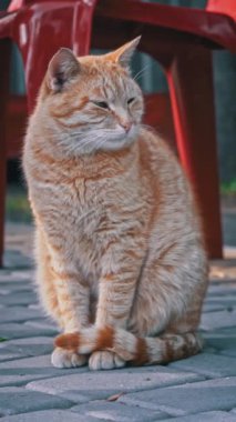 Kızıl bir kedi canlı yeşil yaprakların arasında sabırla oturur. Uyanık bakışları görünmeyen bir şeye kilitlenir. Yaprakların arasından süzülen benekli güneş ışığı sahneye biraz sihir katıyor..