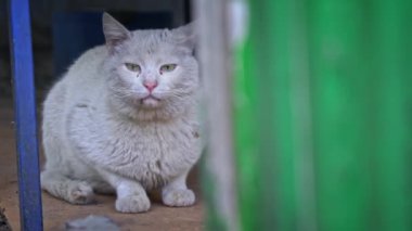 Yumuşak, pembe burunlu, tüylü beyaz bir kedi güneşten, gevşek vücut diline ve huzurlu bir dinlenme anına işaret eden soluk alır..