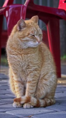 Kızıl bir kedi arka planda kırmızı plastik sandalyelerle asfalt bir yüzeyde huzur içinde oturur. Kediler rahat duruş ve hafif ışıklandırma bir huzur hissi uyandırıyor..