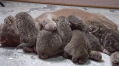 Anne kedinin sevimli yavrularına sabırla baktığı, annelik içgüdüsü ve sevgisinin özünü yakaladığı yakın plan bir fotoğraf. Doğa, hayvan ve aile projeleri için mükemmel..