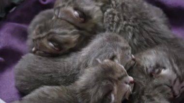 Yuvada bir araya gelmiş, huzur içinde uyuyan minik kedi yavrularının yürek ısıtan görüntüsü. Yeni hayat, masumiyet ve aşk projeleri için mükemmel..