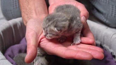 Küçük gri bir tekir kedi yavrusu bir insanın elinde kıvrılıp yatıyor. Yavruların küçük boyutları ve narin özellikleri bu yakın çekimde görülebilir..