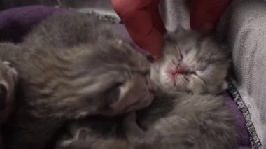 Küçük gri kedi yavrularının birlikte dinlenip masumiyetlerini ve aşklarını gösteren yürek ısıtan bir sahne. Hayvan ve hayvan videoları için mükemmel..