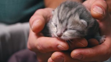 Yeni doğmuş bir kedi yavrusu, sadece birkaç günlük, avucunun içinde huzur içinde uyuyor. Minik patileri ve tüylü kürkleri tapılası, evcil hayvan ve aile projeleri için mükemmel..