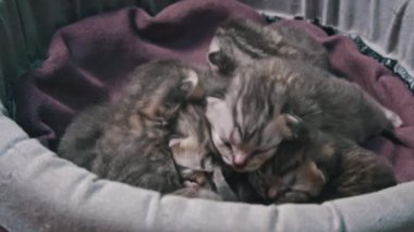 Bir grup sevimli kedi yavrusu yumuşak bir yuvada mışıl mışıl uyuyor. Küçük vücutları bir arada. Sahne masumiyet ve sıcaklıkla dolu..