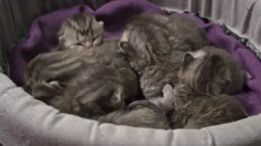 Sevimli yeni doğmuş kedi yavruları, sıcaklığı ve rahatlığı arayan minik vücutlarıyla birbirlerine sarılıyorlar. Bu iç açıcı sahne evcil hayvan ve doğa projeleri için mükemmel..