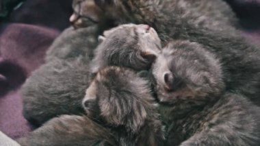 Bir grup kedi yavrusu yumuşak bir battaniyenin içinde huzur içinde uyur. Sahne hem tatlı hem de rahatlatıcı..