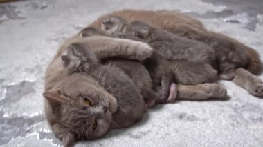 Gri bir tekir kedi, anne ve yavrusu arasındaki hassas bağı gösteren sevimli yavrularını nazikçe emziriyor. Bu iç açıcı sahne aile, aşk ve hayvan bakımı projeleri için mükemmel..