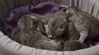 Gri kedi yavrularının sepetin içinde huzur içinde kestirip tapılası özelliklerini ve nazik doğalarını sergiledikleri tatlı bir kare. Yürek ısıtan hayvan ve hayvan videoları için mükemmel..
