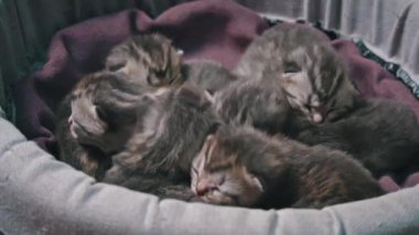 Bir grup küçük kedi yavrusu rahat bir yatakta rahat bir şekilde uyur. Şirin küçük yüzleri ve yumuşak kürkleri onları karşı konulmaz kılar. Bu iç açıcı sahne evcil hayvan ve aile projeleri için mükemmel..