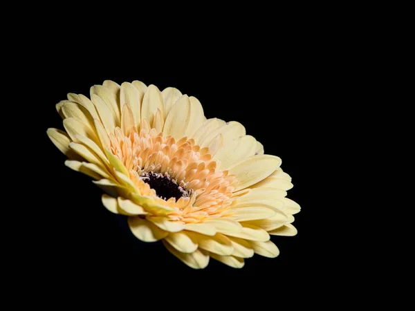 pretty yellow flower on a black background