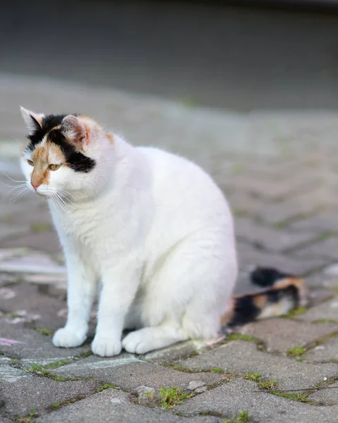 Belle Assise Chat Blanc — Photo