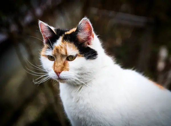 Stock image beautiful sitting white cat