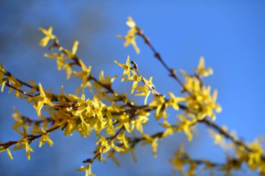 bir dalda bahar çiçekleri