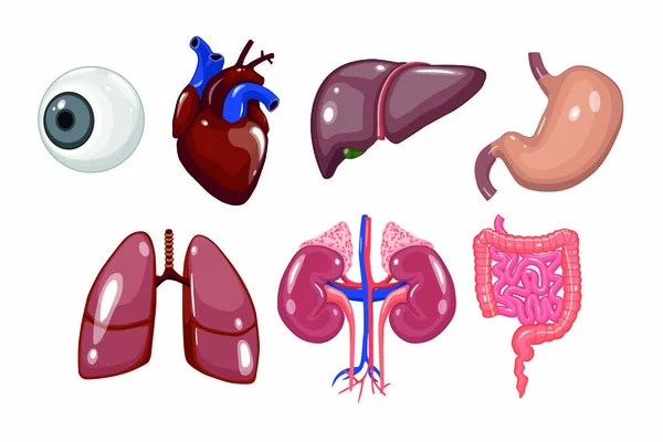 Icons Human Internal Organs Vector Eye Heart Liver Stomach Lung — Vector de stock