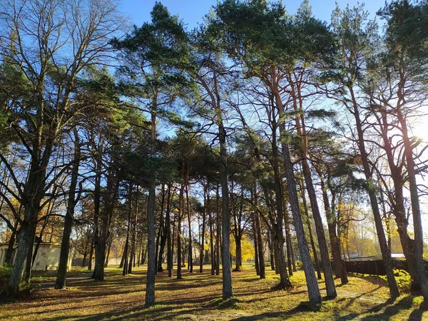 Осінній Ліс Парку Великого Мікрорайону Риги — стокове фото