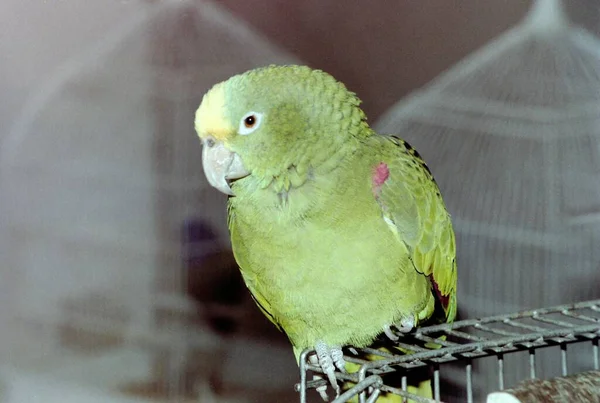 Sprechender Papagei Der Ausstellung Rigaer Naturmuseum — Stockfoto