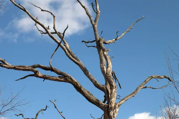 Висушене Дерево Біля Шосе — стокове фото