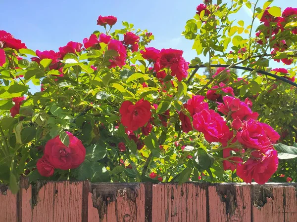 Ανθισμένα Τριαντάφυλλα Πίσω Από Ένα Ξύλινο Φράχτη Στον Ιδιωτικό Τομέα — Φωτογραφία Αρχείου