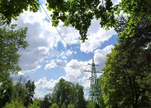 Ligne Électrique Entre Les Arbres Dans Parc Riga — Photo