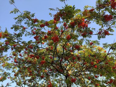 Kipsala 'da Riga' da Red Rowan.