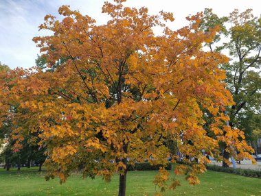 Autumn trees in Riga parks. clipart