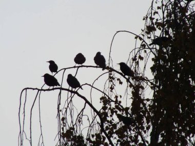 Riga 'nın küçük bölgesinde sonbahar ağacındaki kuşlar..
