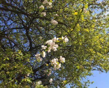 Riga 'nın küçük bölgesinin özel sektöründe çiçek açan elma ağacı.