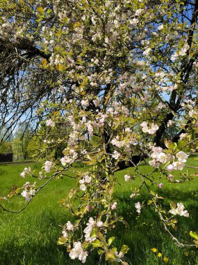 Riga 'nın küçük bölgesinde çiçek açan elma ağacı.
