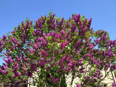 Bolderaja 'da çiçek açan leylak..