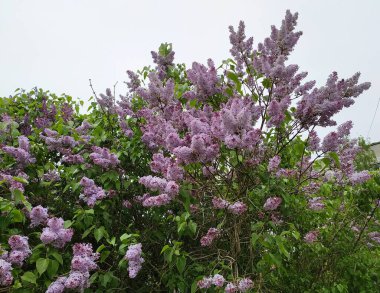 Evin yanında çiçek açan leylak..