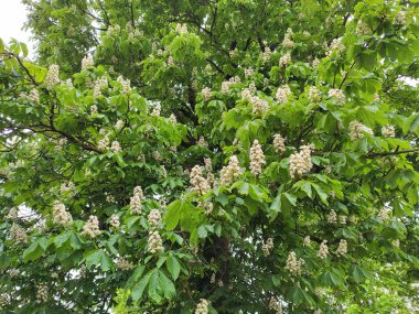 Riga 'nın Bolderaja bölgesinde çiçek açan kestane ağacı.