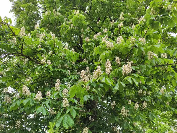 Riga 'nın Bolderaja bölgesinde çiçek açan kestane ağacı.