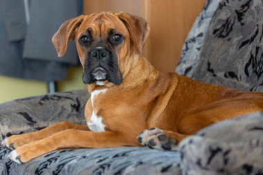 The Boxer breed dog.