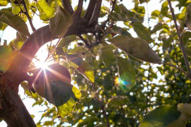 Bahçedeki bir ağacın yeşil yaprakları