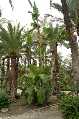 İspanya 'nın Huerto bahçelerinde yetişen muz ağacı