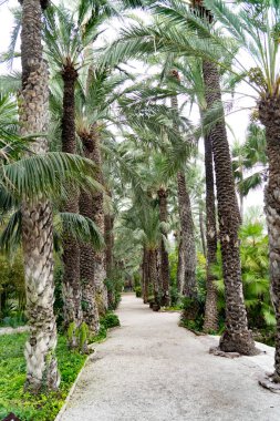 İspanya, Elche 'deki bahçelerde bir sıra yerleşik palmiye